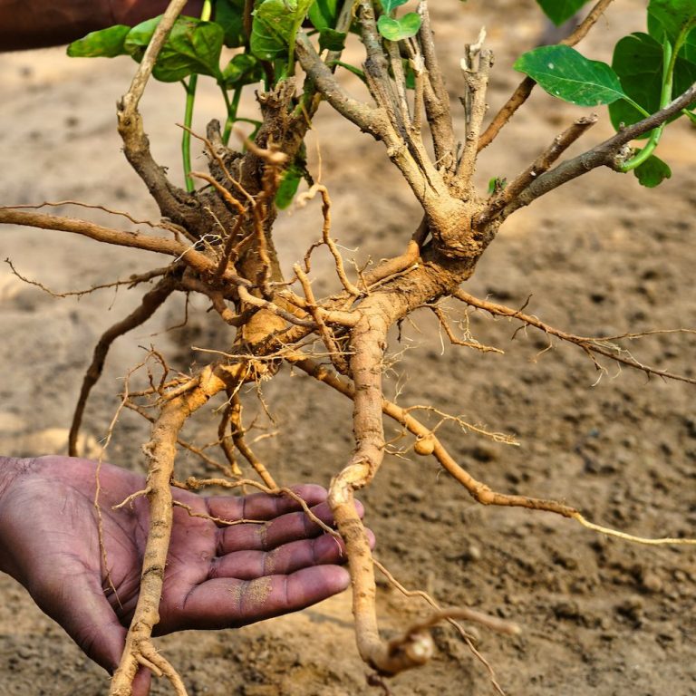 Ashwagandha: Naturens mirakelurt for stressmestring og balanse 2 Ashwagandha-planten
MELS Shilajit + Ashwagandha