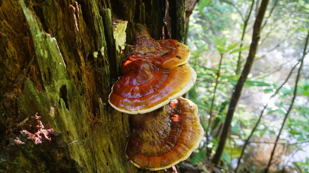 NYHET! MELS MUSH sopptinktur 3 Reishi mushroom on tree