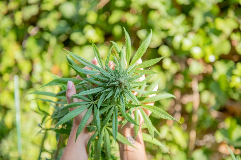 Psykoaktiv vs psykedelisk? 3 cannabisplante